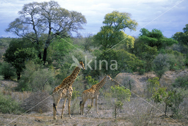 Giraffe (Giraffa camelopardalis)