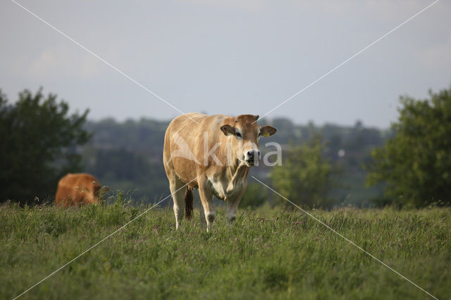 Glanrund Koe (Bos domesticus)