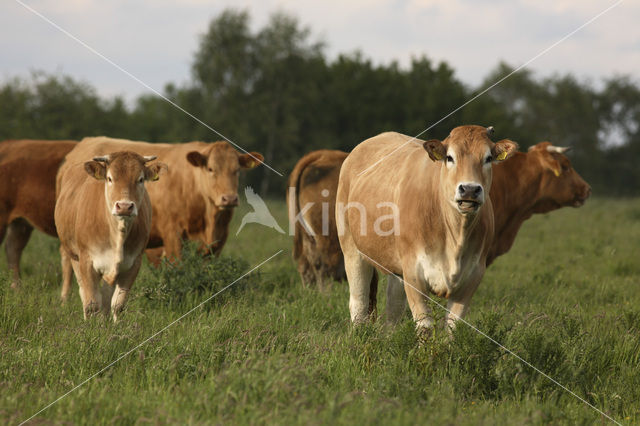 Glanrund Koe (Bos domesticus)