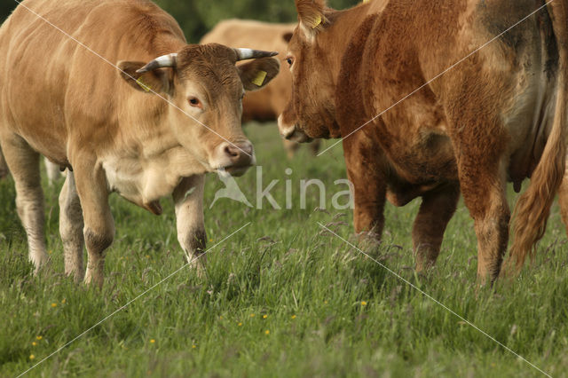 Glanrund Koe (Bos domesticus)