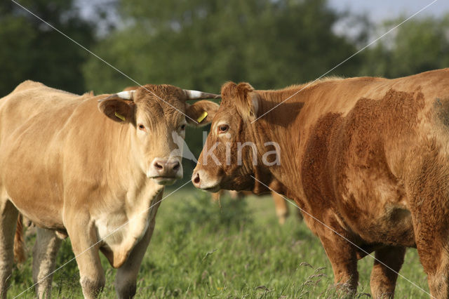 Glanrund Koe (Bos domesticus)