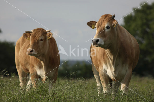 Glanrund Koe (Bos domesticus)