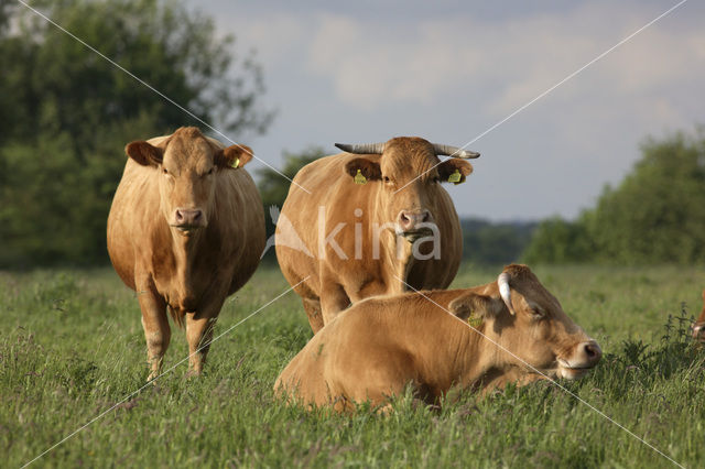 Glanrund Koe (Bos domesticus)