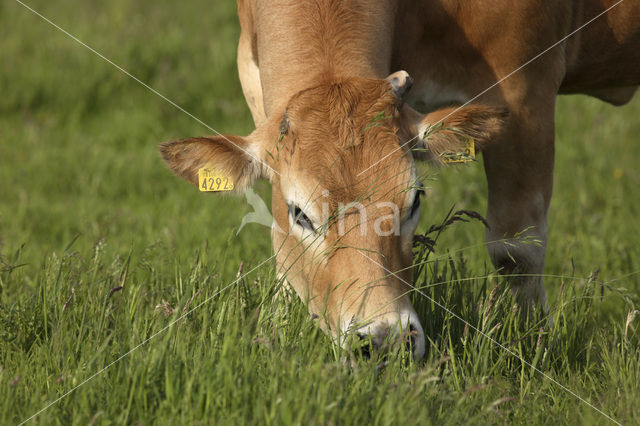 Cow (Bos domesticus)