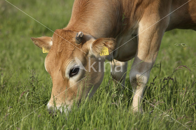 Glanrund Koe (Bos domesticus)