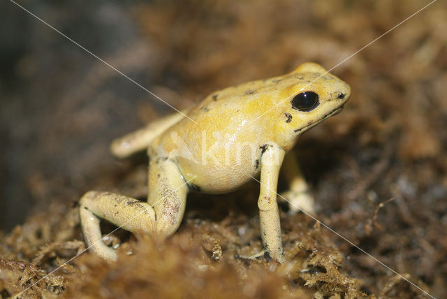 golden poison frog (Phyllobates terribilis)