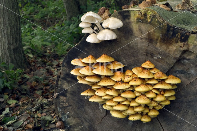 Goudvliesbundelzwam (Pholiota aurivella)