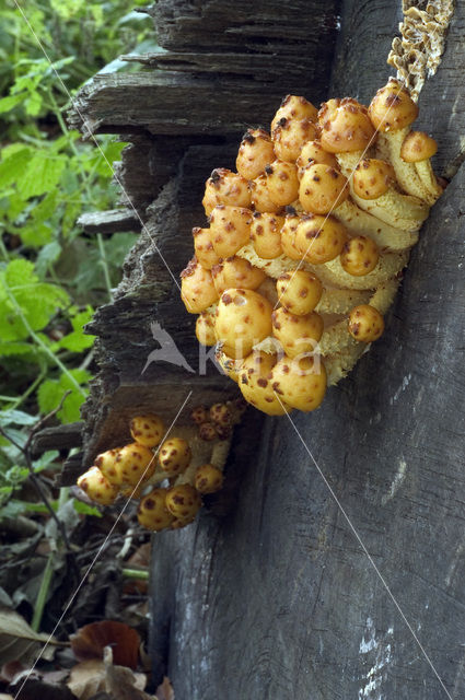 Goudvliesbundelzwam (Pholiota aurivella)