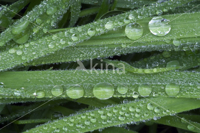 Grass