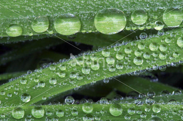 Gras