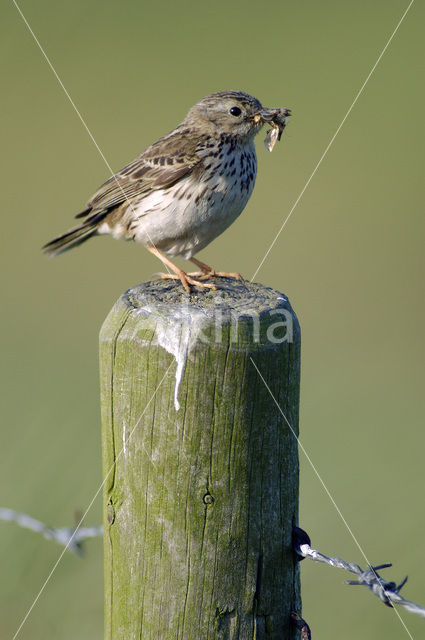 Meadow Pipit (Anthus pratensis)