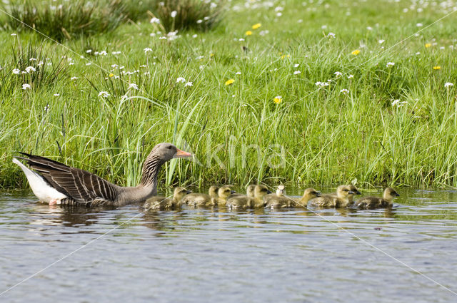Grey Lag-Goose (Anser anser)