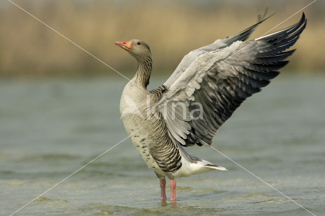 Grey Lag-Goose (Anser anser)