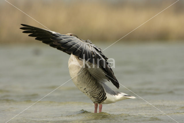 Grey Lag-Goose (Anser anser)