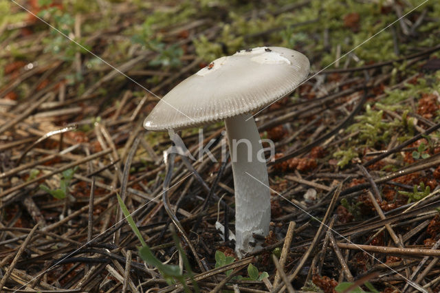 Grijze slanke amaniet (Amanita vaginata)