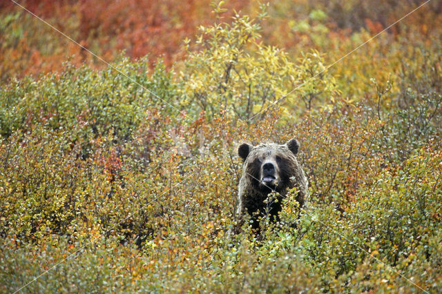 Grizzly Bear (Ursus arctos horribilis)