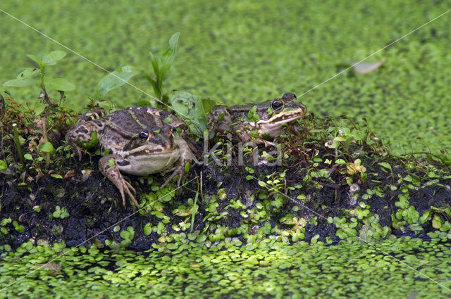 Groene kikker (Rana esculenta)