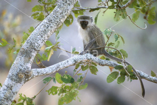 Groene meerkat (Cercopithecus aethiops)