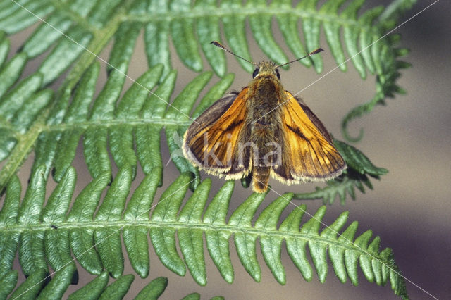 Groot dikkopje (Ochlodes faunus)