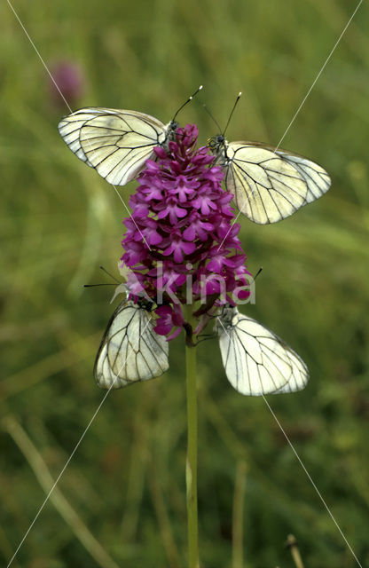 Groot geaderd witje (Aporia crataegi)