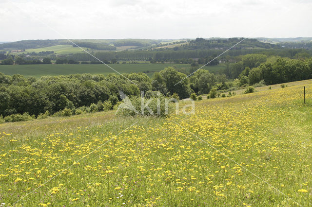 Rough Hawk's-beard (Crepis biennis)