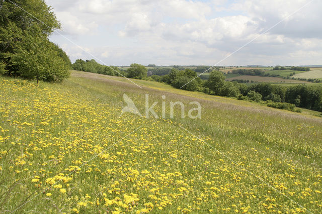 Rough Hawk's-beard (Crepis biennis)