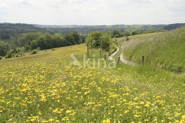 Rough Hawk's-beard (Crepis biennis)