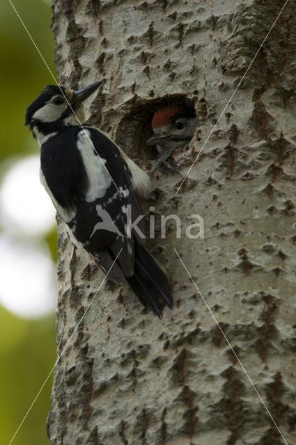 Great Spotted Woodpecker (Dendrocopos major)