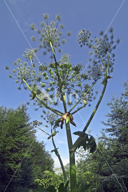 Garden Angelica (Angelica archangelica)