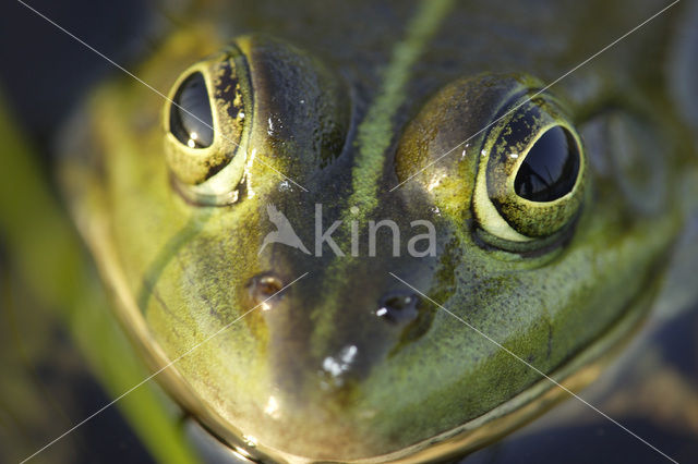 Grote groene kikker