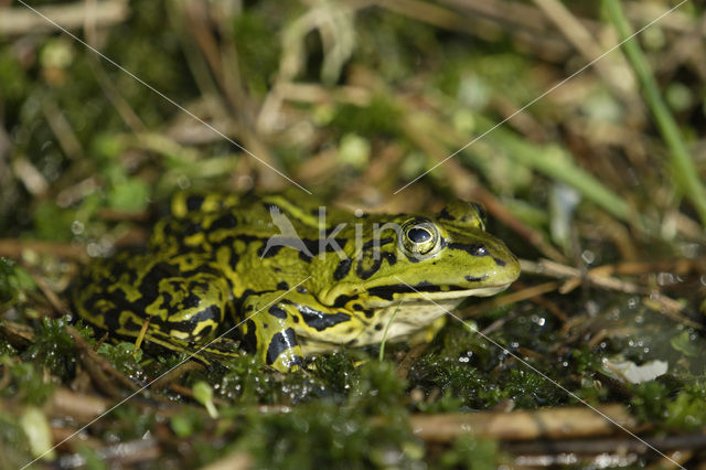 Grote groene kikker