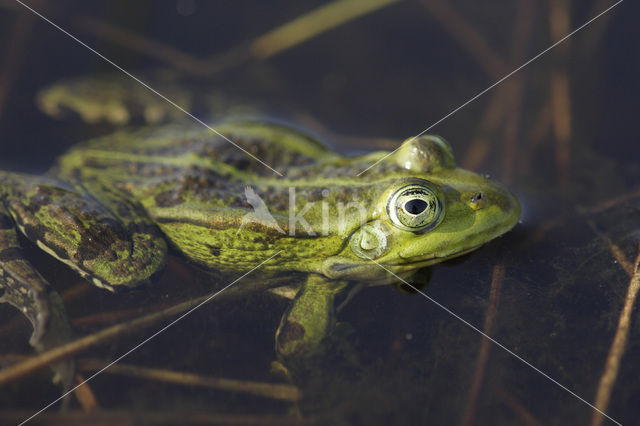 Grote groene kikker