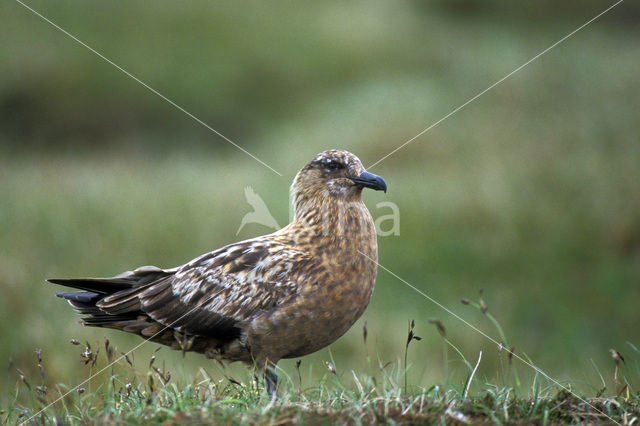 Grote Jager (Stercorarius skua)