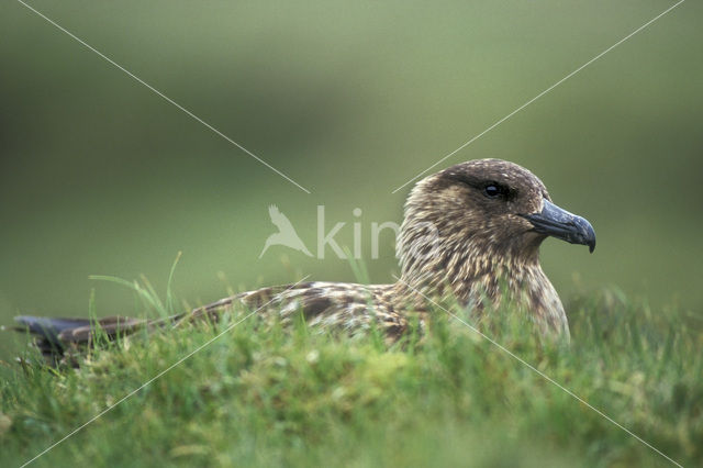 Grote Jager (Stercorarius skua)