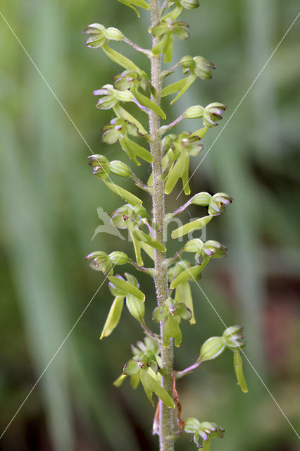 Common Twayblade (Neottia ovata