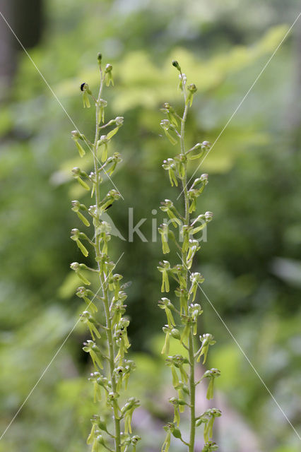 Common Twayblade (Neottia ovata