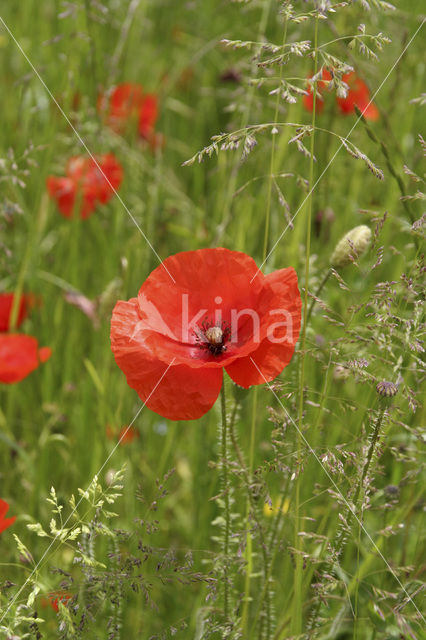 Grote klaproos (Papaver rhoeas)