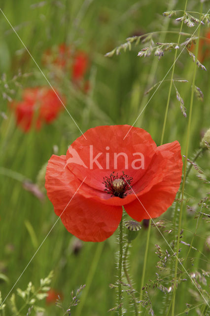 Grote klaproos (Papaver rhoeas)