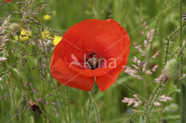 Grote klaproos (Papaver rhoeas)