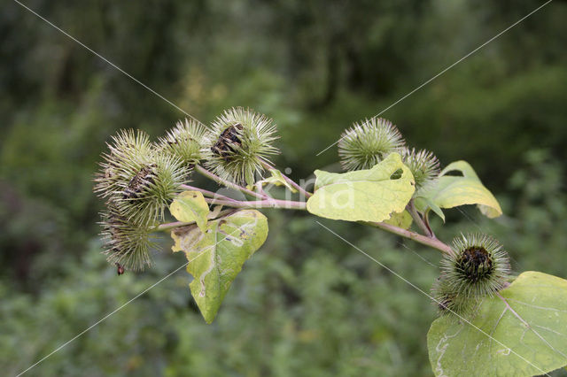 Grote klit (Arctium lappa)