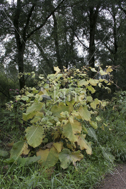 Greater Burdock (Arctium lappa)