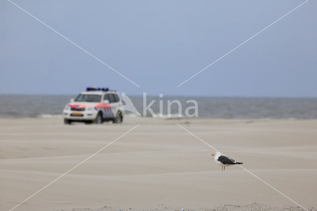 Great Black-backed Gull (Larus marinus)