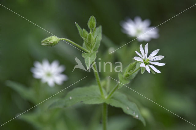 Greater Stitchwort (Stellaria holostea)