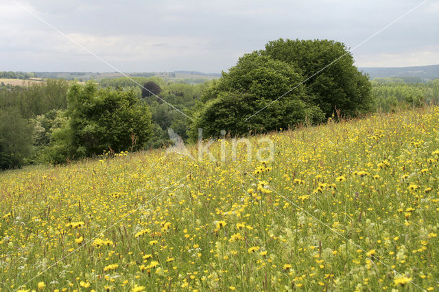 Greater Yellow-rattle (Rhinanthus angustifolius)