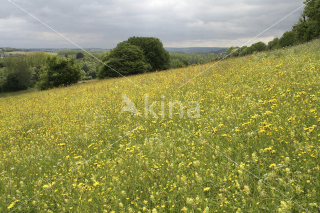 Greater Yellow-rattle (Rhinanthus angustifolius)