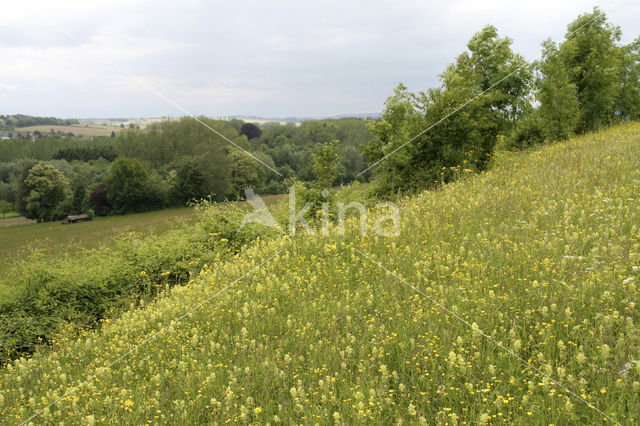 Greater Yellow-rattle (Rhinanthus angustifolius)