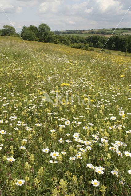 Greater Yellow-rattle (Rhinanthus angustifolius)