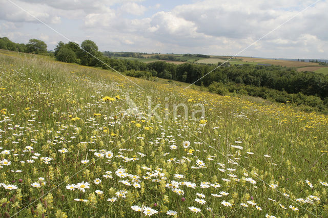 Greater Yellow-rattle (Rhinanthus angustifolius)