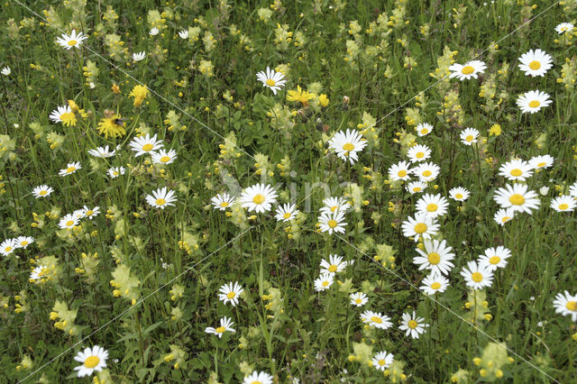 Grote ratelaar (Rhinanthus angustifolius)