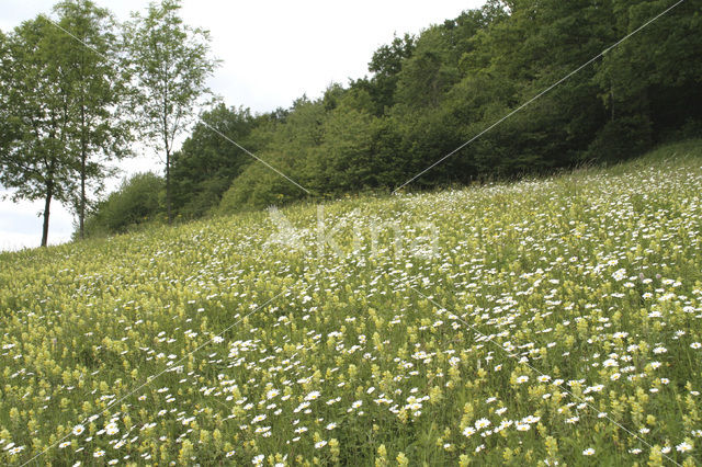 Greater Yellow-rattle (Rhinanthus angustifolius)